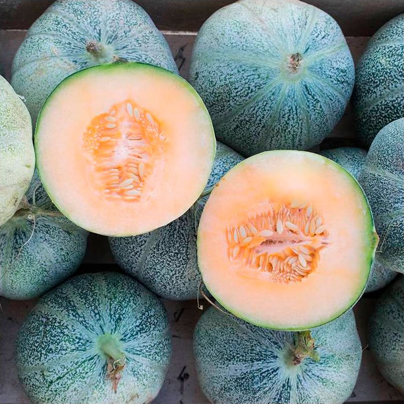 Semillas Melón Petit Gris De Rennes Ecológicas Biodinámicas Demeter