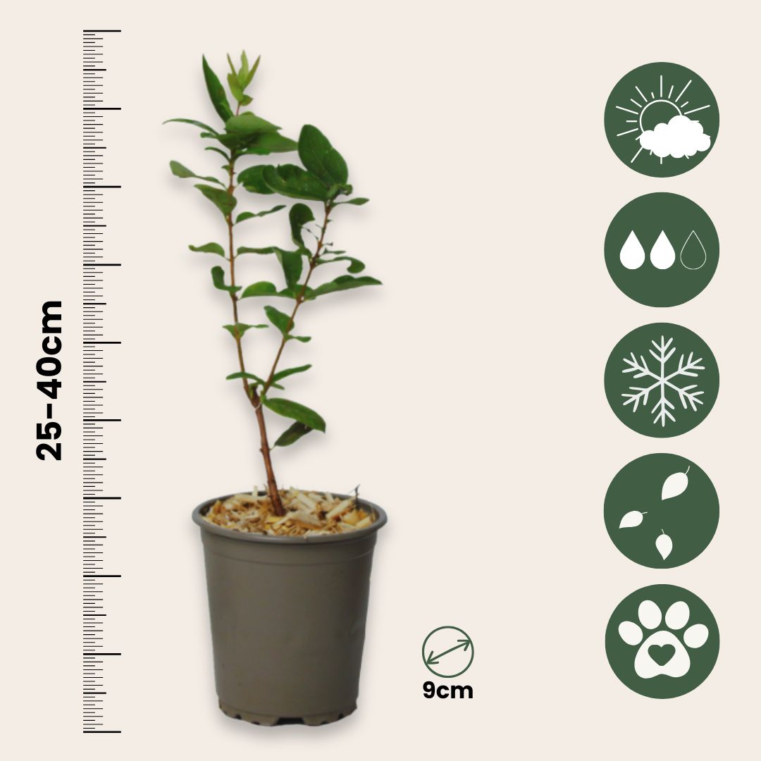 Madreselva Azul - 3 Pzs - Lonicera Kamtchatica - Altura 25-40cm - ⌀9cm_2