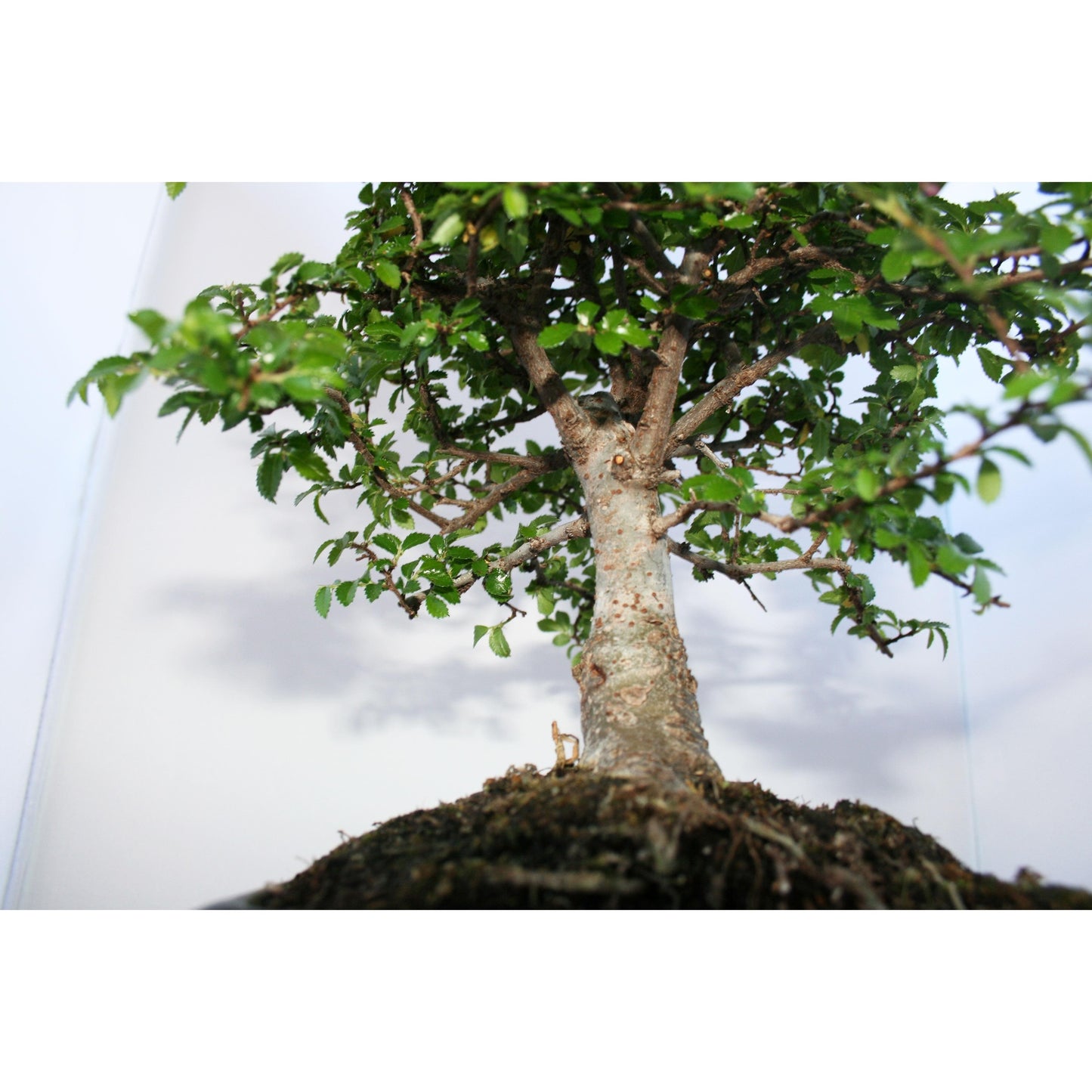 Bonsai Zelkova parvifolia 5 anos - Olmo Chinês