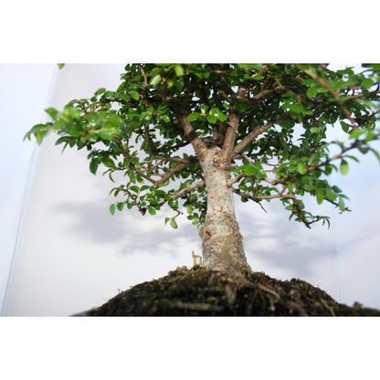 Bonsai Zelkova parvifolia 5 anos - Olmo Chinês