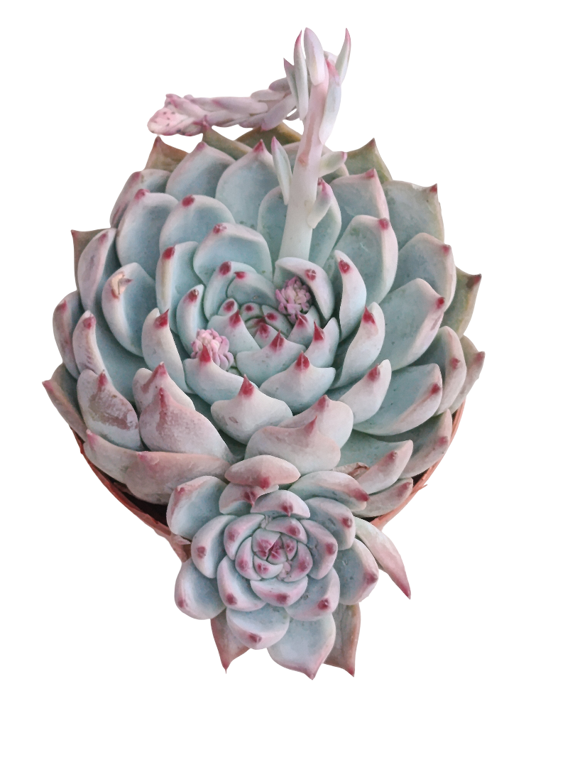 Echeveria Cuspidata X Zaragozae Ø8 Plantas Suculenta De Sol_0
