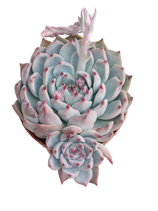 Echeveria Cuspidata X Zaragozae Ø8 Plantas Suculenta De Sol_0