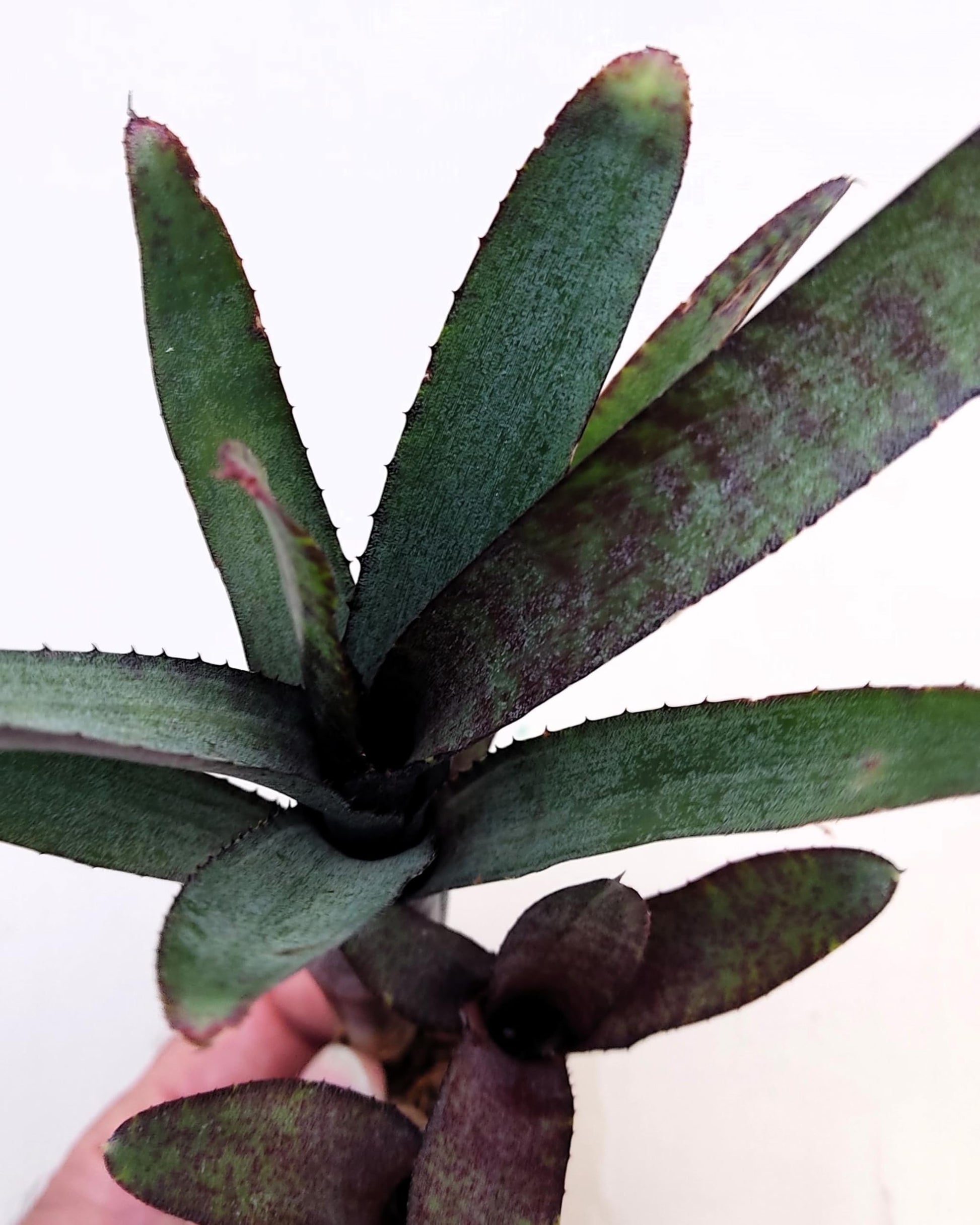 Neoregelia ampullacea purpurea; bromelia púrpura; Curiosarium; altura 30 cm, diámetro 12 cm, sin sustrato_2