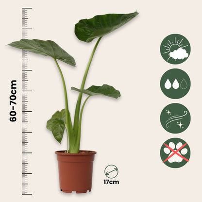 Taro Gigante - Alocasia 'macrorrhizos' - Incluye Cesta - Altura 60-70cm - ⌀17cm_2