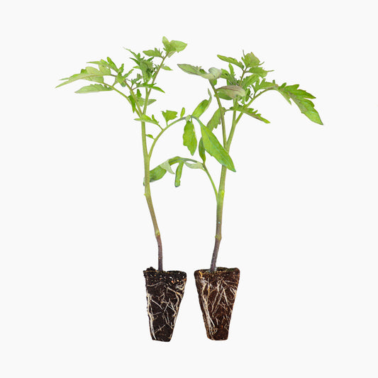 Plantón Tomate Noire De Crimée 2 Unidades - Plantabo_0