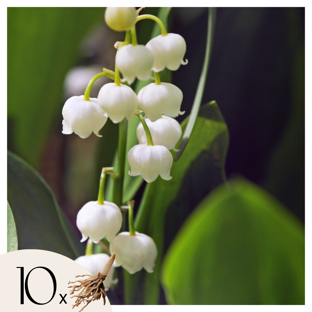 Lirio De Los Valles - 10 Pzs - Convallaria 'majalis' - Bulbos De Flores_0