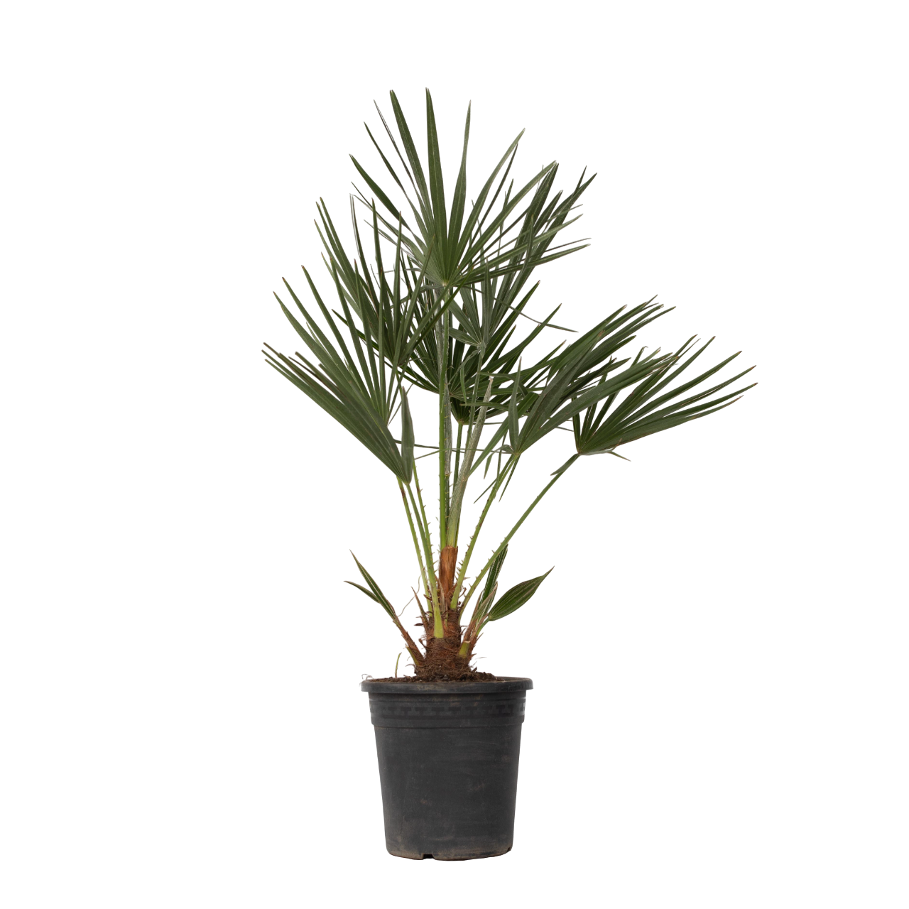 Palmito - Chamaerops Humilis - Altura 70-80cm - ⌀21cm_0