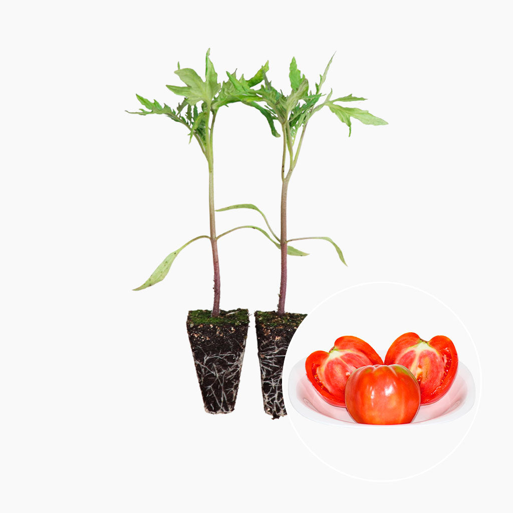 Plantón Tomate Rosa Plena 6 Unidades - Plantabo_0