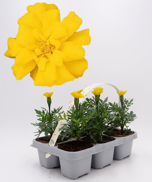Pack Plantones Tagete Amarillo 6 Ud. Natural - Fitoralia_0