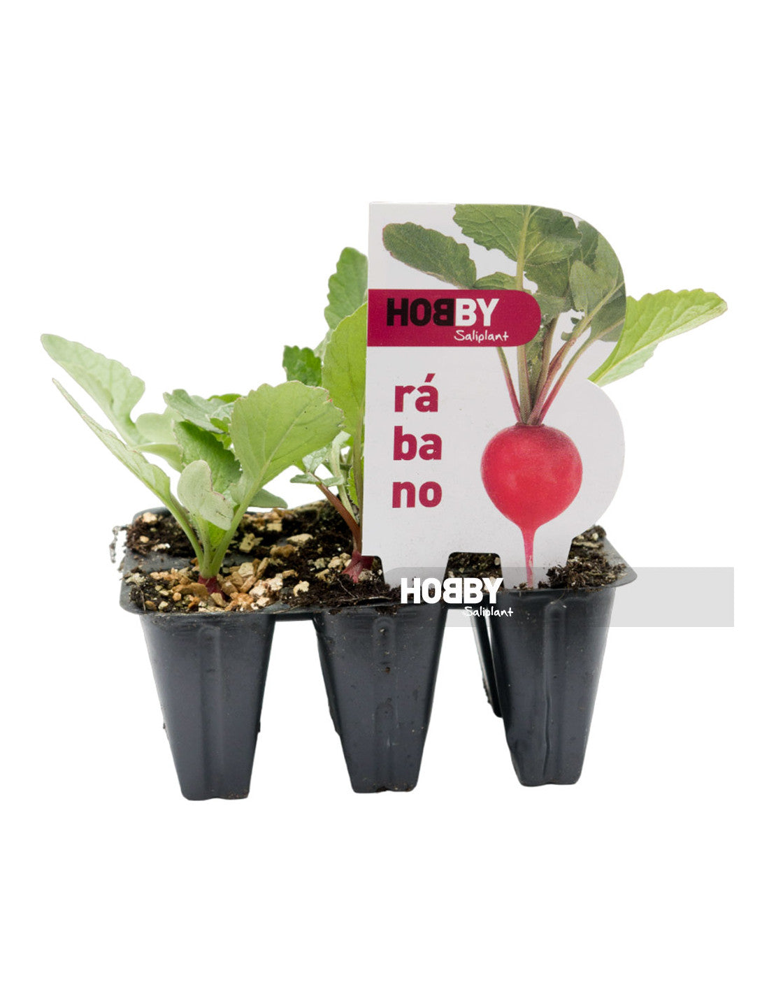 Rabano Pack 6u (raphanus Sativus)_1