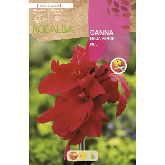 Bolbo de Canna folha verde Vermelho 1 unidade (I)