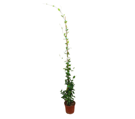 Trachelospermum Jasminoides M17 150cm_0