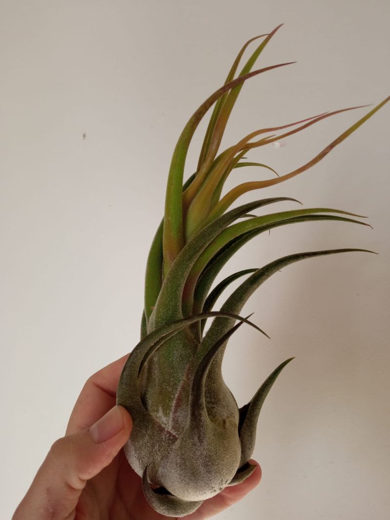 Tillandsia Seleriana Clavel Del Aire Bromelia_0
