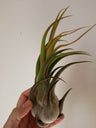 Tillandsia Seleriana Air Cravo Bromélia