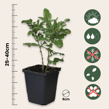 Jazmín Del Cielo - 3 Pzs - Plumbago Auriculata - Altura 25-40cm - ⌀9cm_2