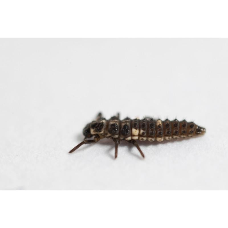Larvas de joaninha (Adalia Bipunctata) 100 unidades