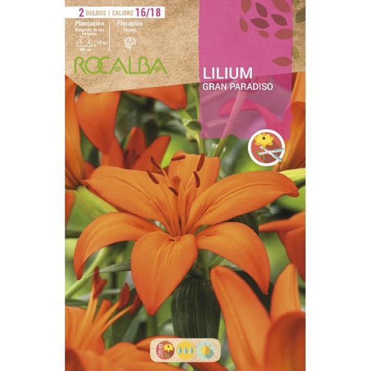 Bulbo asiático de Lilium vermelho 2 unidades Rocalba