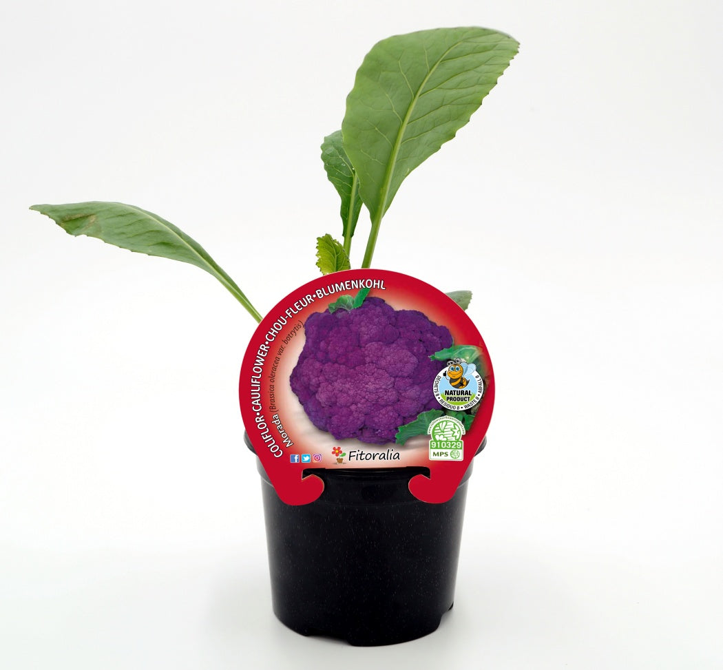 Plantón De Coliflor Morado Natural En Maceta De 10,5 Cm. - Fitoralia_0