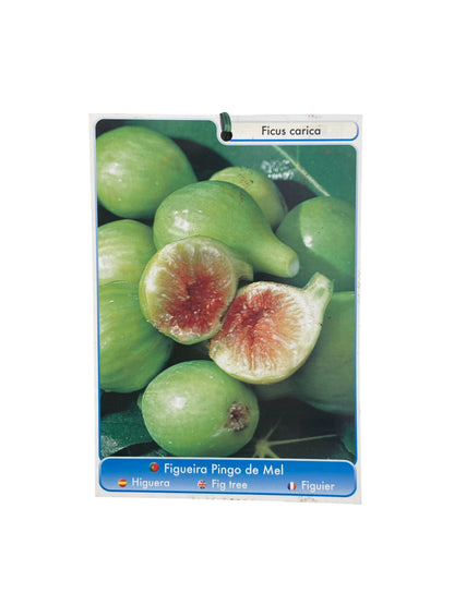 Frutal Higuera Blanca Cepellón 110 CM_1