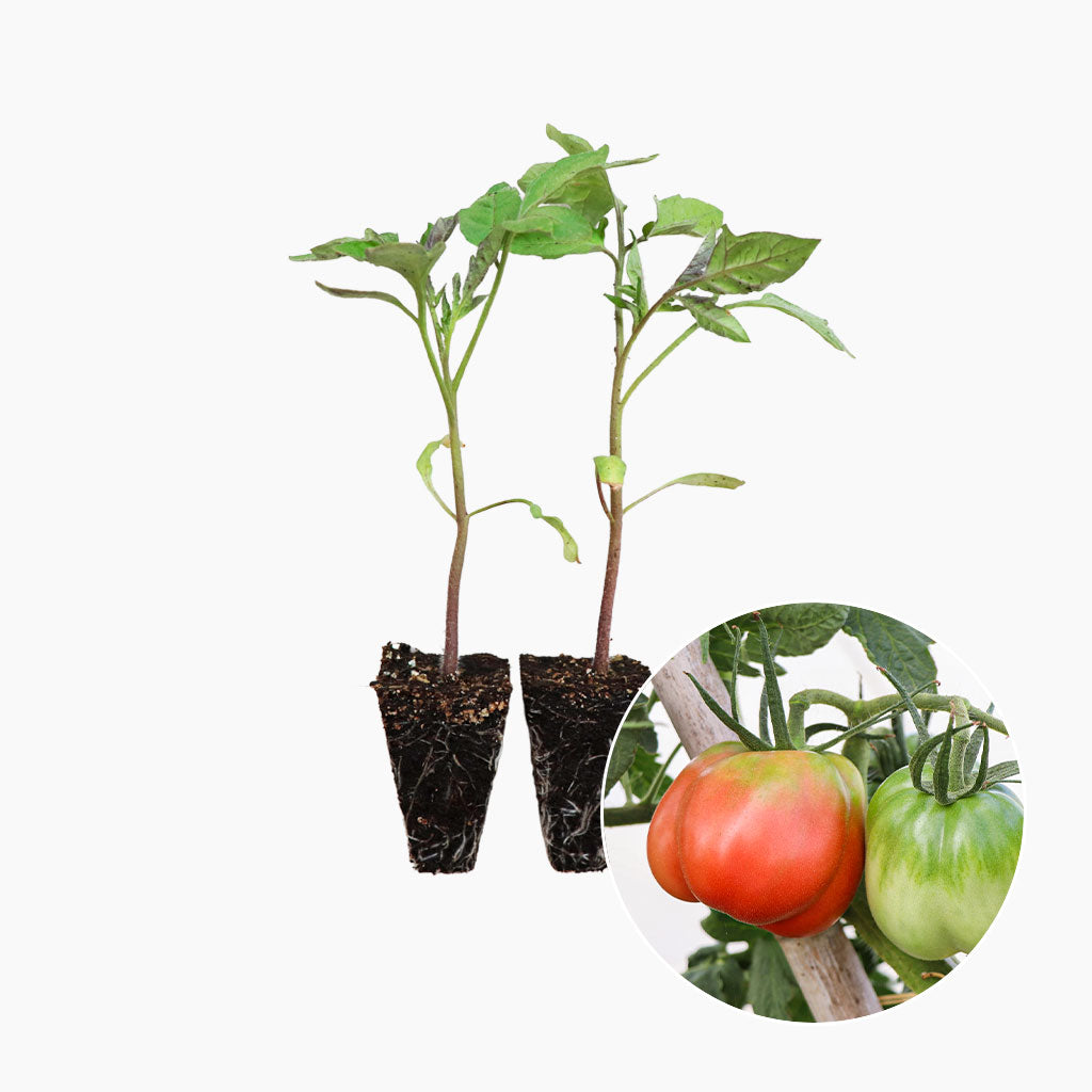 Plantón Tomate Pera Girona 6 Unidades - PlantaBo_0