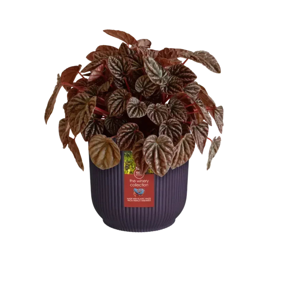 Vaso Reciclado Elho Purple Winery 16 cm