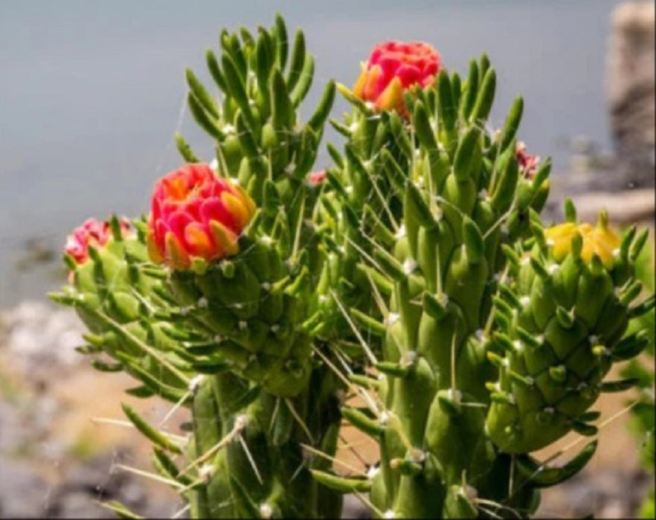 Cactus Alfiler de Eva, Maceta de 17 Cm._1