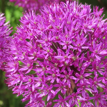 Allium Morado - 3 Pzs - Allium 'millenium' - Bulbos De Flores - Púrpura_3