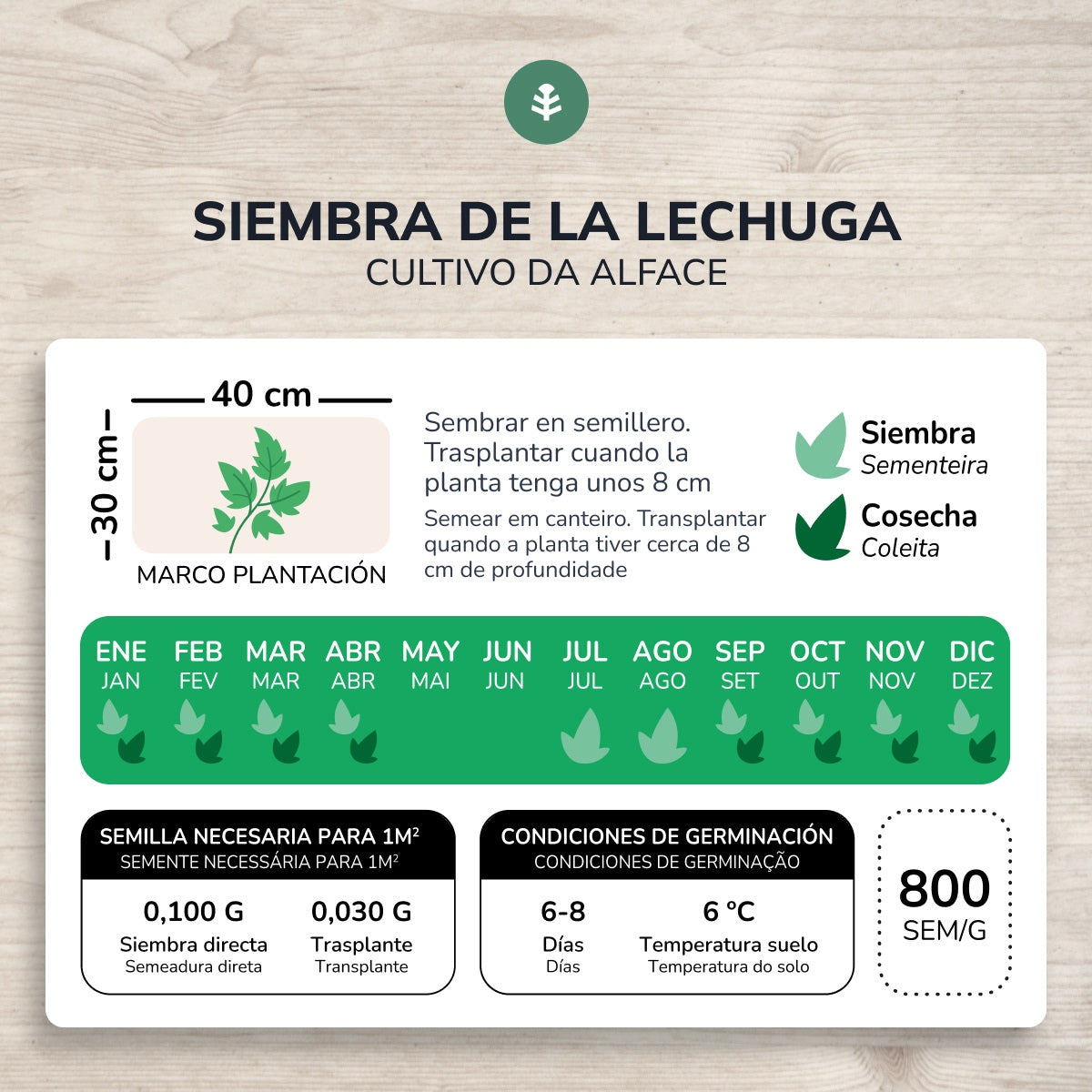 Sementes de alface butterhead orgânicas de 4 estações da Planeta Huerto