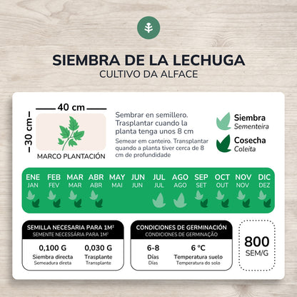 Sementes de alface butterhead orgânicas de 4 estações da Planeta Huerto