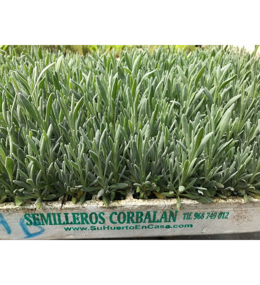 Plantón Lavanda Angustifolia (10 Unidades)_0