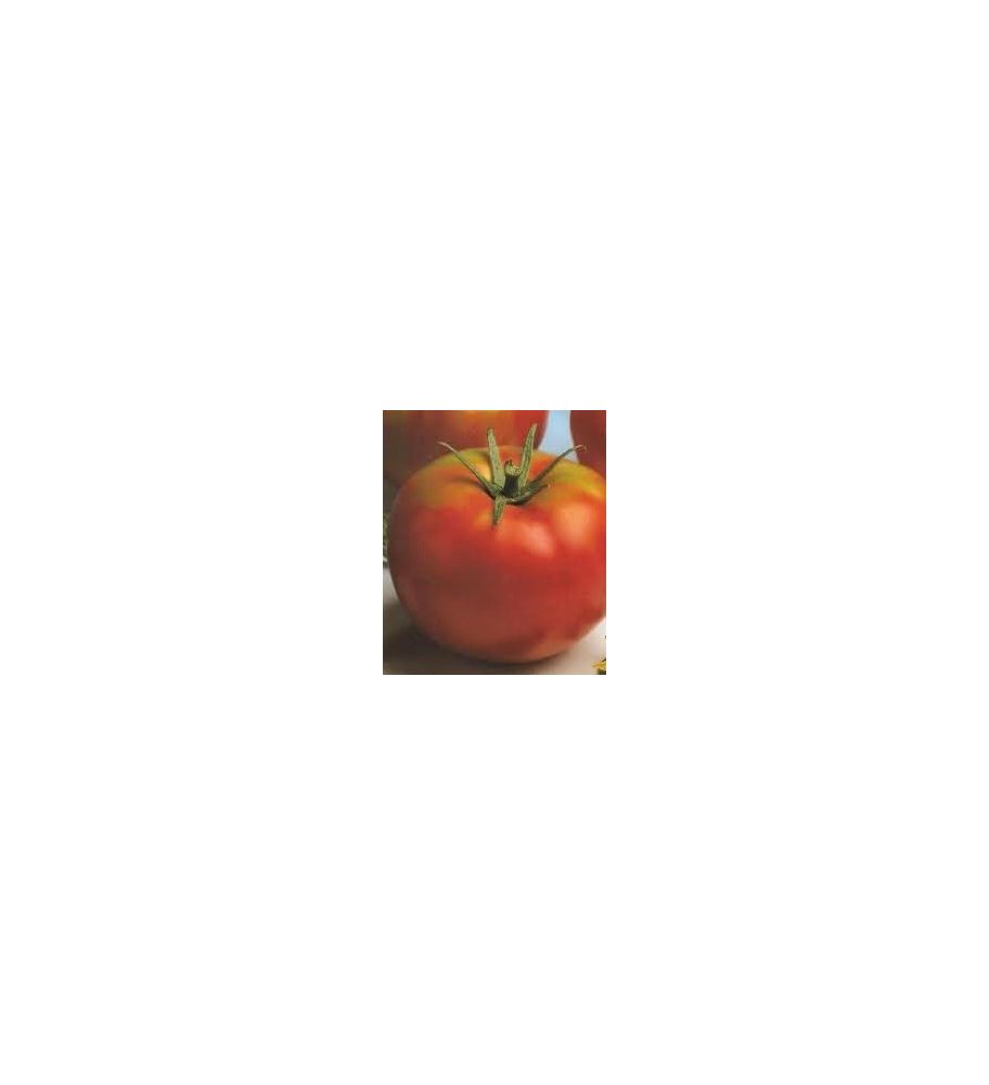 Plantón Tomate Optima F1 Injertado (10 Unidades)_3