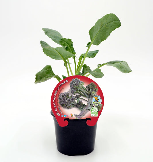 Plantón Brócoli Sprouting En Maceta 10,5 Cm. Natural - Fitoralia_0