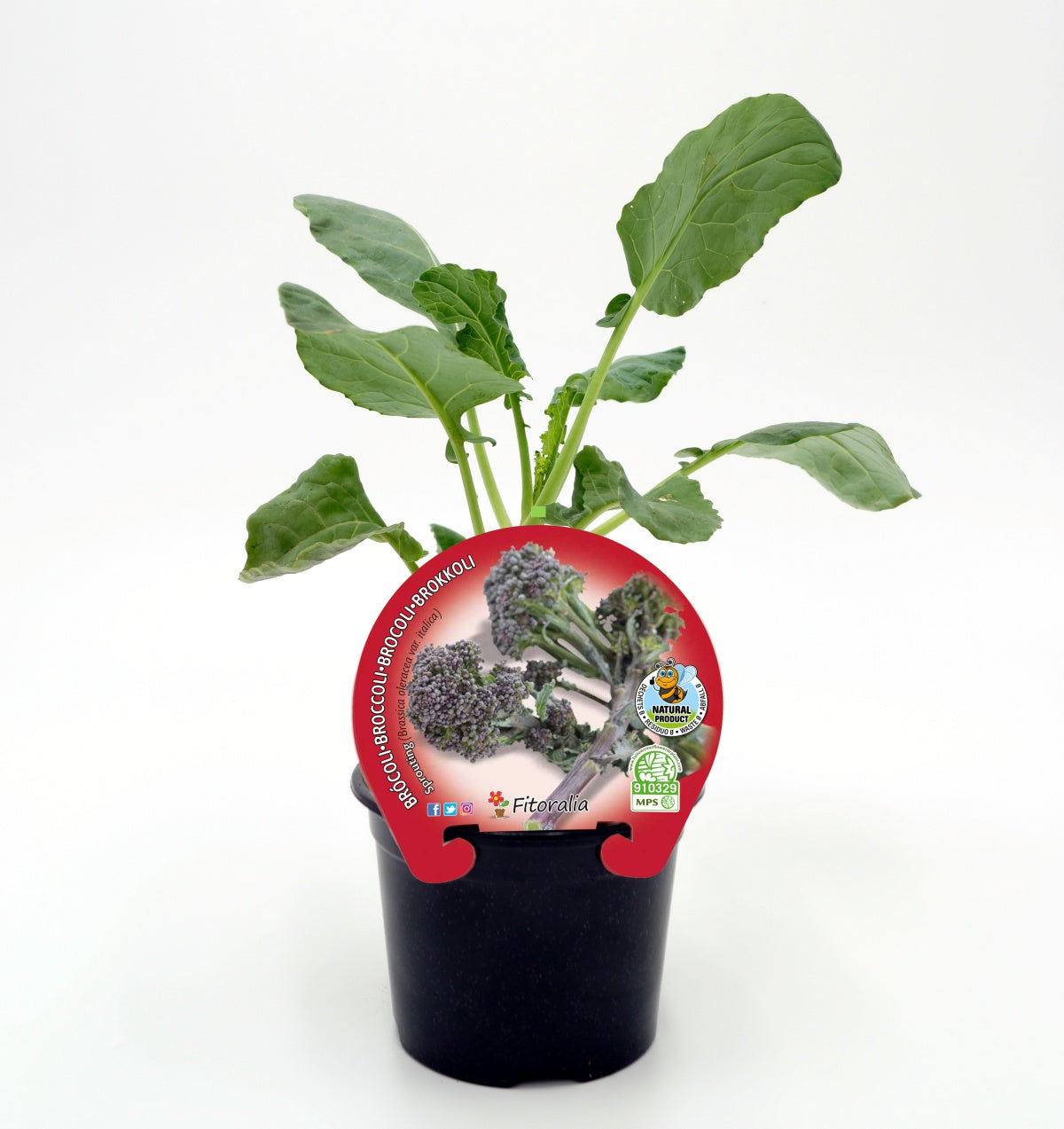 Plantón Brócoli Sprouting En Maceta 10,5 Cm. Natural - Fitoralia_0