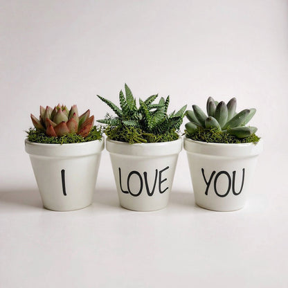 Pack de 3 Suculentas Naturales en Maceta Blanca - Regalo Sostenible y Decoración Viva_0