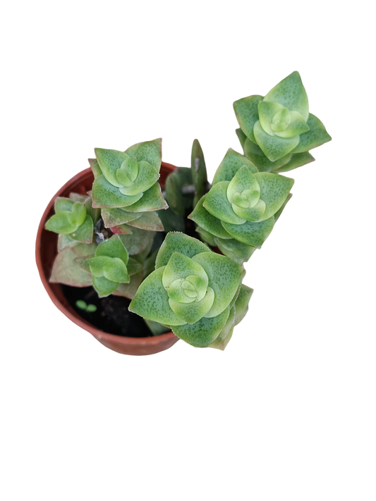 Crassula Variegata Planta Suculenta Colgante Mini Ø5_0