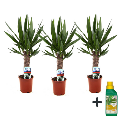 Yuca Pie De Elefante - 3 Pzs - Yucca Elephantipes - Altura 50-60cm - ⌀14cm_0