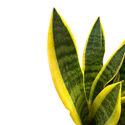 Sansevieria Laurentii: Estilo Y Frescura Con La Lengua De Suegra M20_1