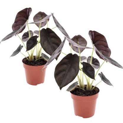 Oreja De Elefante - 2 Pzs - Alocasia Cuprea 'red Secret' - A25-35cm - ⌀12cm_0