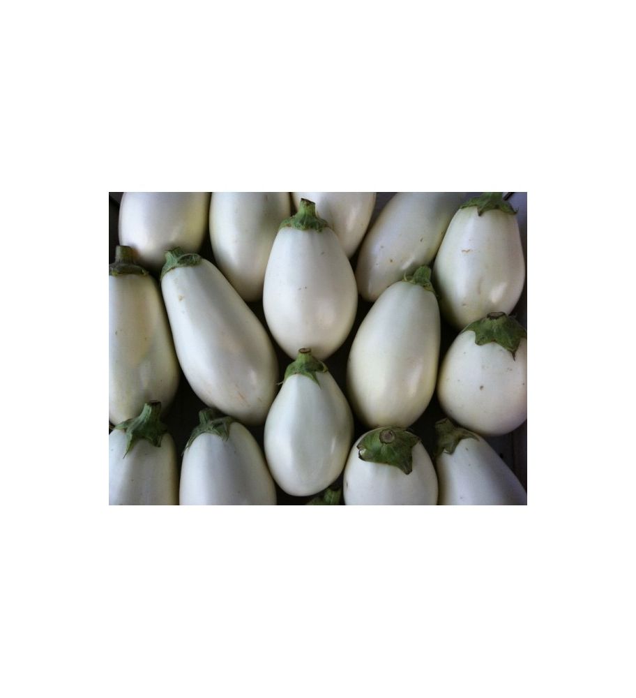 Plantón Berenjena Blanca (10 Unidades)_0