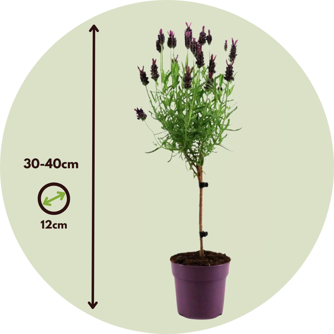Árbol De Lavanda - Lavandula Stoechas 'anouk' - Altura 30-40cm - ⌀12cm_2