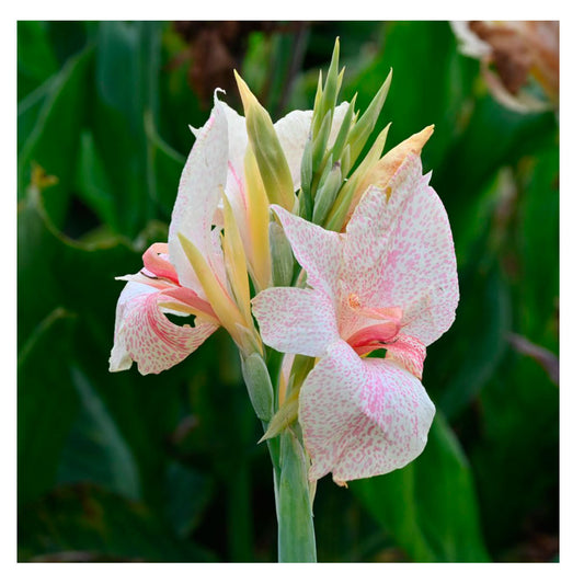 1 Bulbo Canna 'fantasy'_0