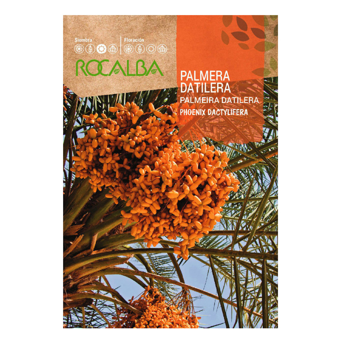 Sementes de tamareira, Rocalba