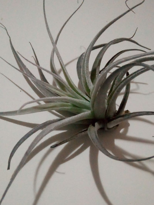 Tillandsia Leonamiana Clavel Del Aire Tillandsias_0