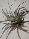 Tillandsia Leonamiana (cravo Aéreo)