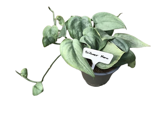 Planta Natural Scindapsus 'silver Hero' 1 Ud Ø 12 Alt. 20_0