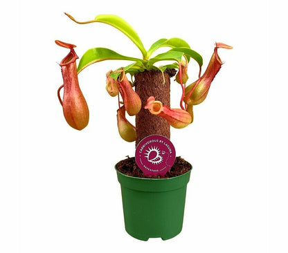Nepenthes Mix M8 (unidad)_0