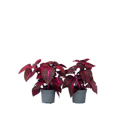 Iresina - 2 Pzs - Iresine Herbstii - Altura 20-30cm - ⌀13cm_0