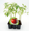 Pack Plantões De Tomate Tres Cantos 6 Un. Natural - Fitoralia