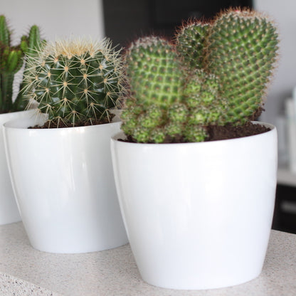 Macetero Magnolia 300 Granate