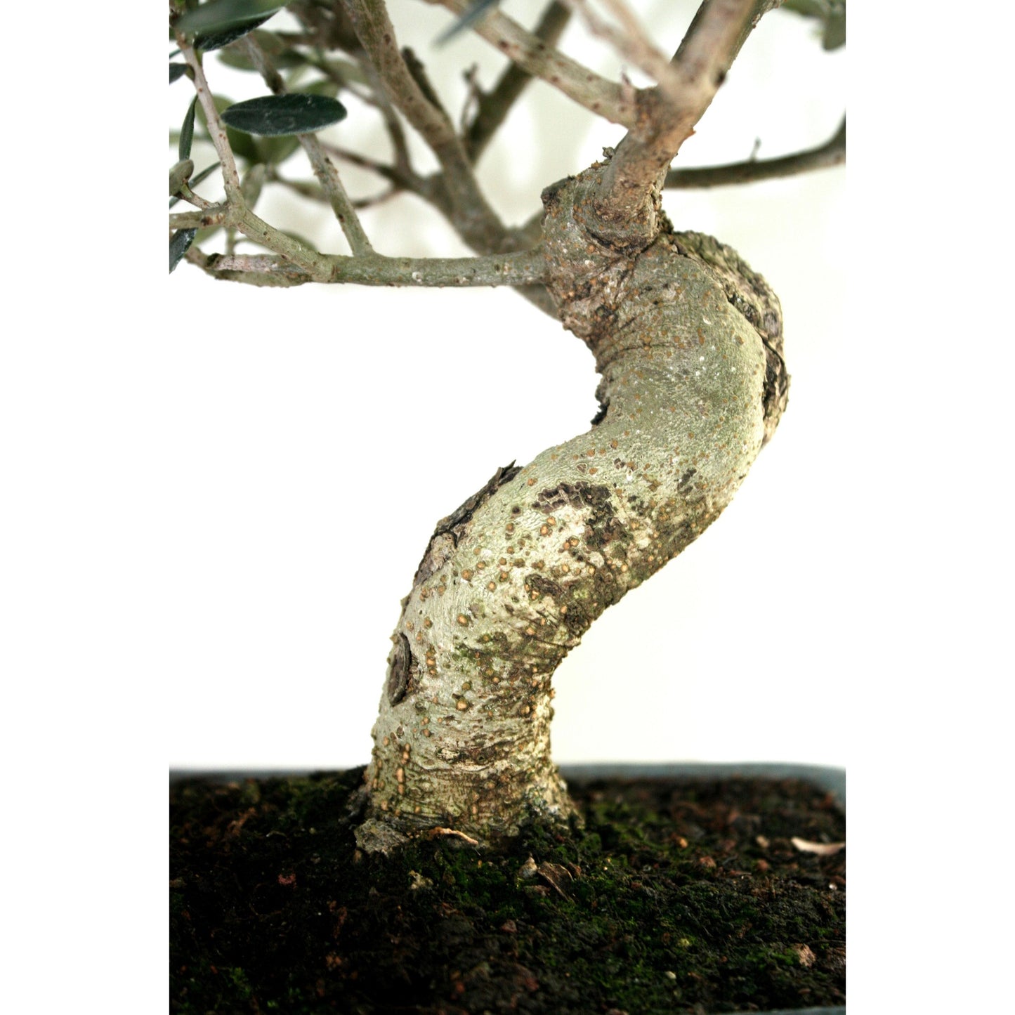 Bonsai Olea europaea 8 anos - OLIVEIRA